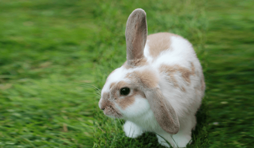 Radar Rabbit – Brown and white color
